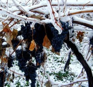 酿制冰酒的葡萄种类有哪些？